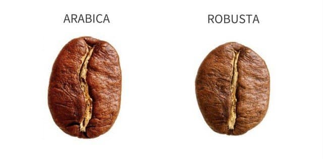 Arabica and Robusta coffees can be distinguished by the shape of the beans.